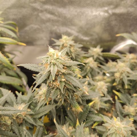 OG18 growlog timeline photo