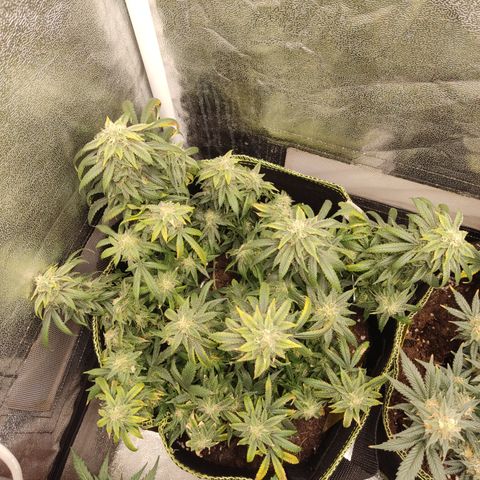 Big Bud growlog timeline photo