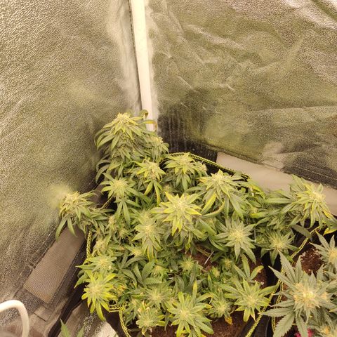 Big Bud growlog timeline photo