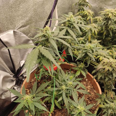 Apple Fritter Automatic growlog timeline photo