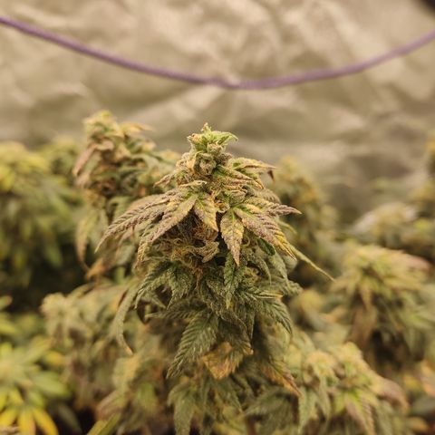 Watermelon Candy growlog timeline photo