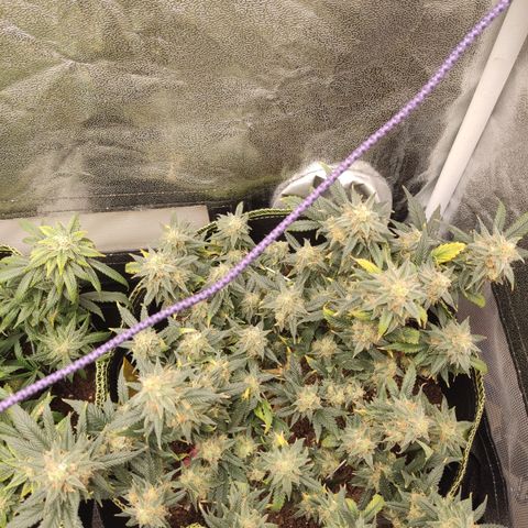 OG18 growlog timeline photo