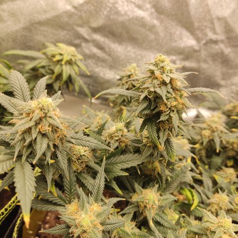 OG18 growlog timeline photo