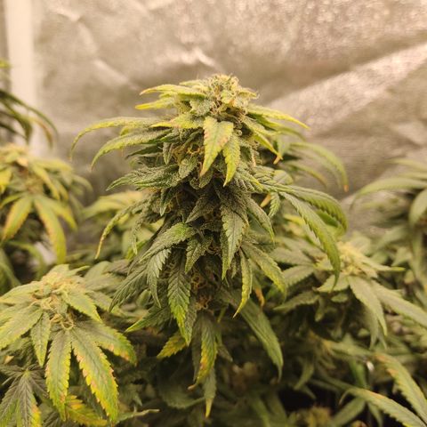 Big Bud growlog timeline photo