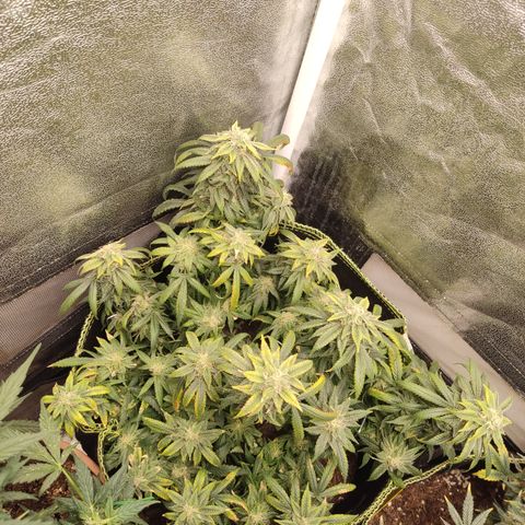 Big Bud growlog timeline photo
