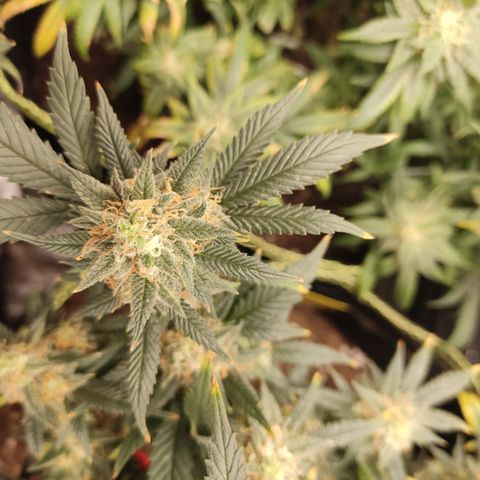 OG18 growlog timeline photo