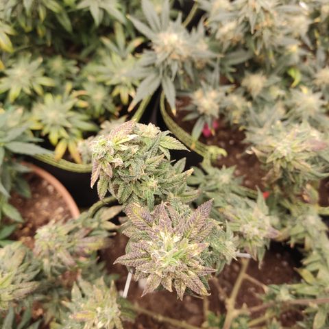 Watermelon Candy growlog timeline photo