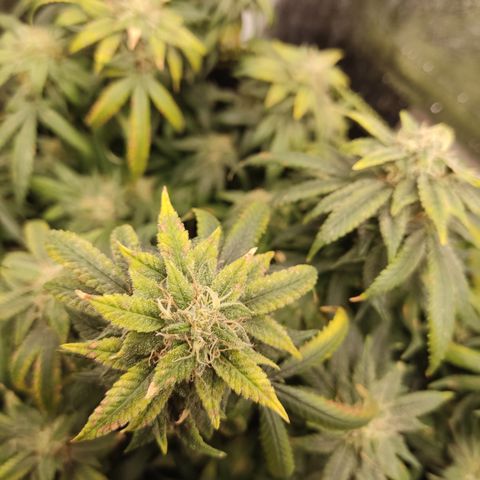 Big Bud growlog timeline photo