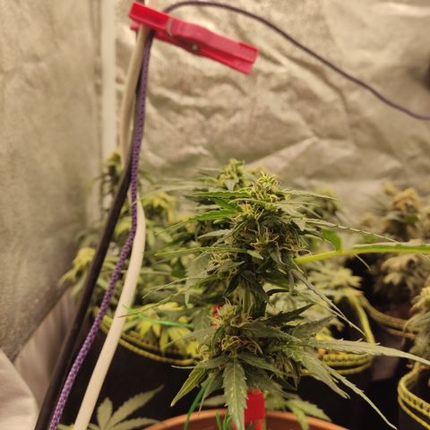 Apple Fritter Automatic growlog timeline photo
