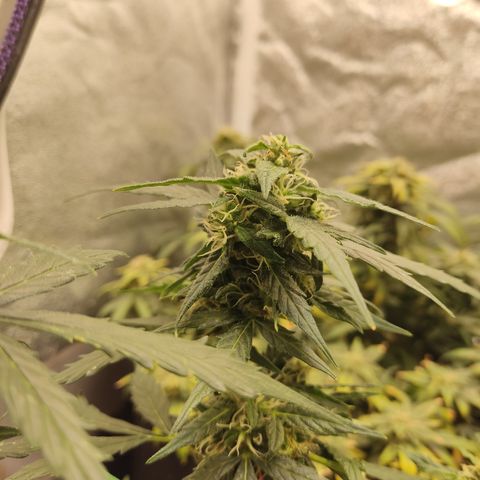 Apple Fritter Automatic growlog timeline photo