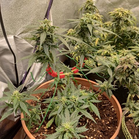 Apple Fritter Automatic growlog timeline photo