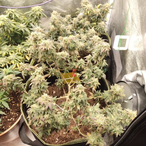 Watermelon Candy growlog timeline photo