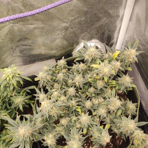 OG18 growlog timeline photo