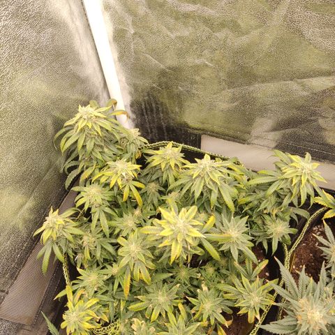 Big Bud growlog timeline photo