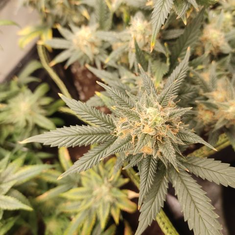 OG18 growlog timeline photo