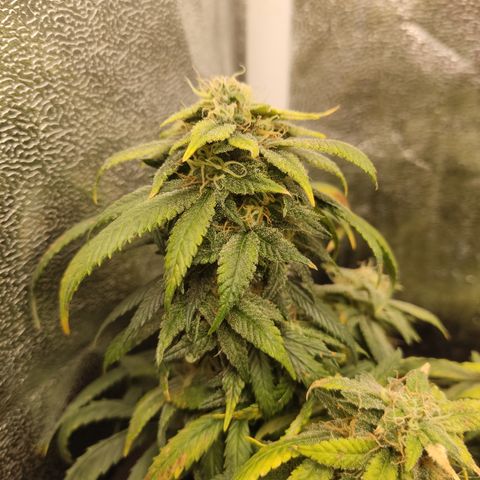 Big Bud growlog timeline photo