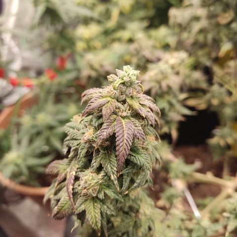 Watermelon Candy growlog timeline photo