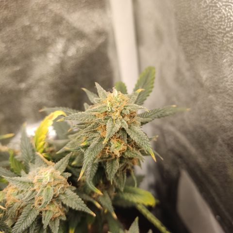 OG18 growlog timeline photo
