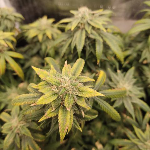 Big Bud growlog timeline photo
