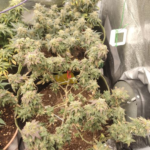 Watermelon Candy growlog timeline photo