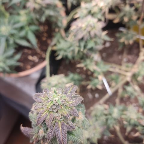Watermelon Candy growlog timeline photo