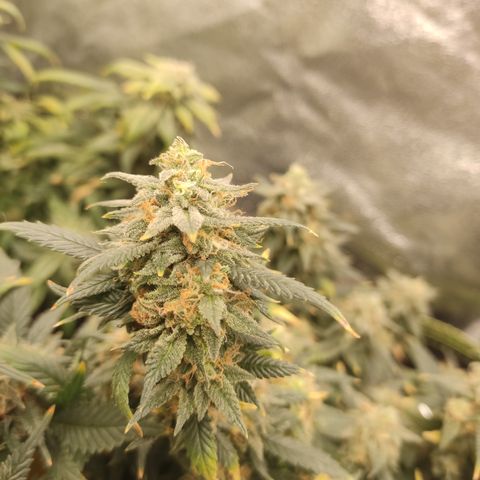 OG18 growlog timeline photo