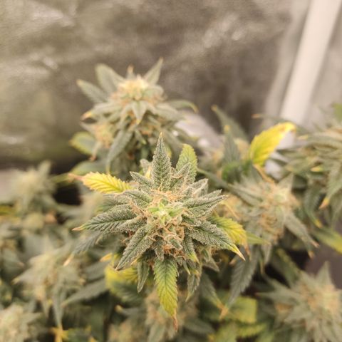 OG18 growlog timeline photo