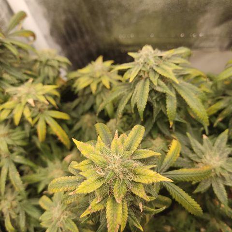 Big Bud growlog timeline photo
