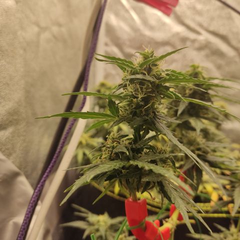 Apple Fritter Automatic growlog timeline photo