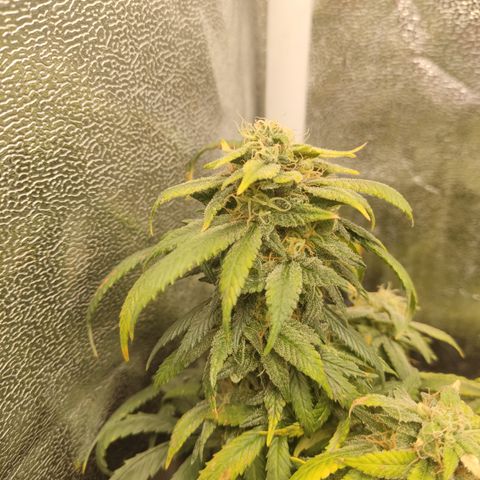 Big Bud growlog timeline photo