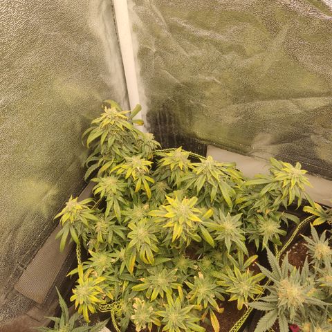 Big Bud growlog timeline photo