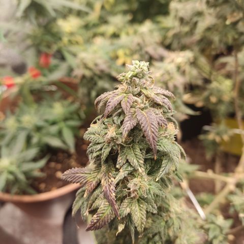 Watermelon Candy growlog timeline photo
