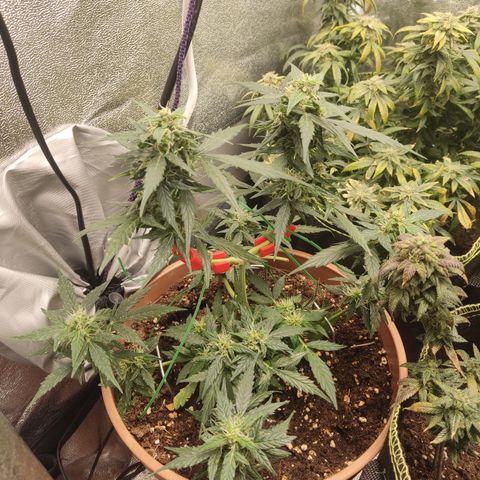 Apple Fritter Automatic growlog timeline photo