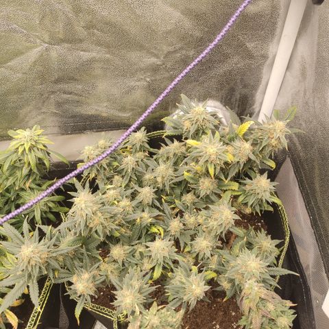 OG18 growlog timeline photo