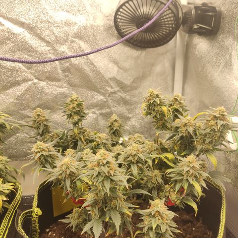OG18 growlog timeline photo