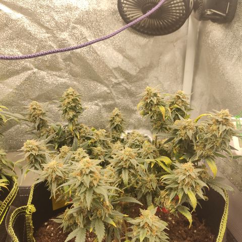 OG18 growlog timeline photo