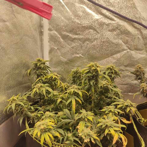 Big Bud growlog timeline photo