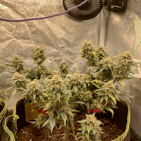 OG18 growlog timeline photo