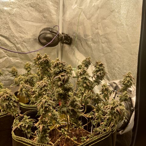 Watermelon Candy growlog timeline photo