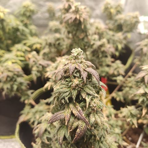Watermelon Candy growlog timeline photo