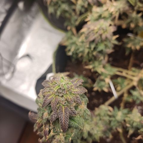Watermelon Candy growlog timeline photo