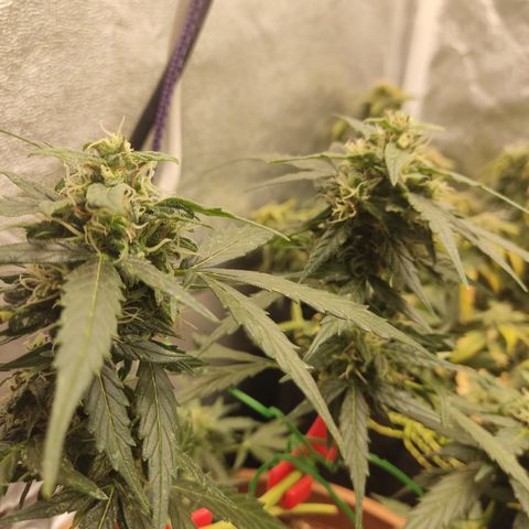 Apple Fritter Automatic growlog timeline photo