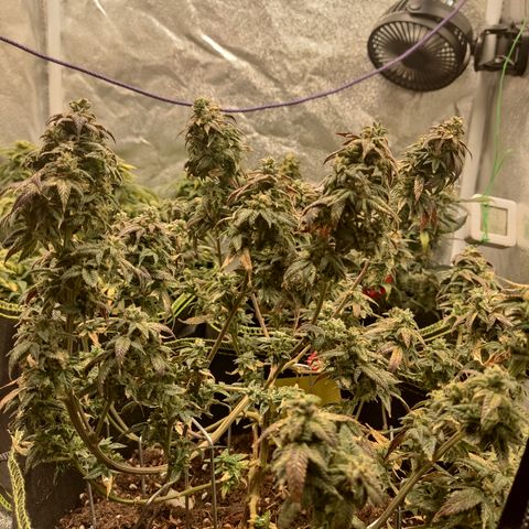 Watermelon Candy growlog timeline photo