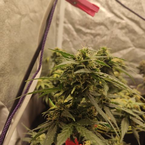 Apple Fritter Automatic growlog timeline photo