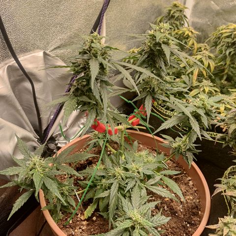 Apple Fritter Automatic growlog timeline photo