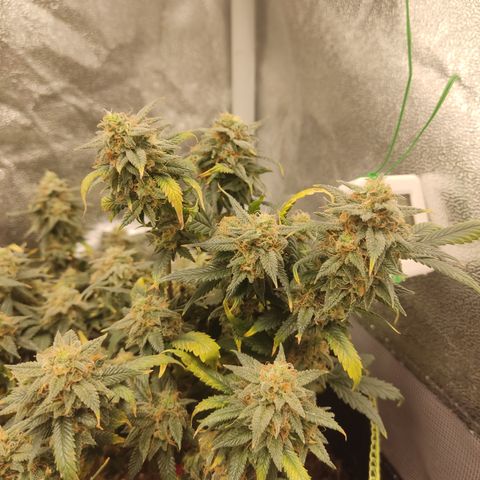 OG18 growlog timeline photo