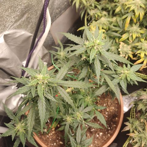Apple Fritter Automatic growlog timeline photo
