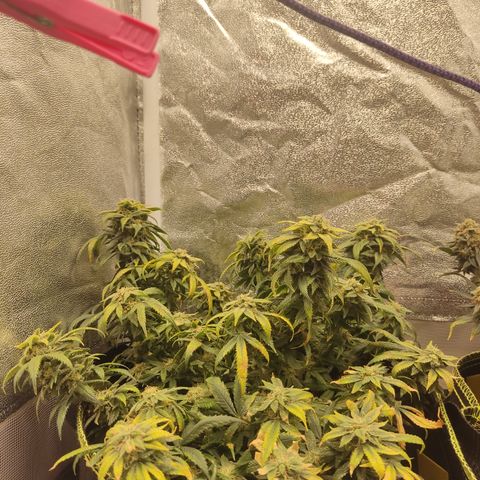 Big Bud growlog timeline photo