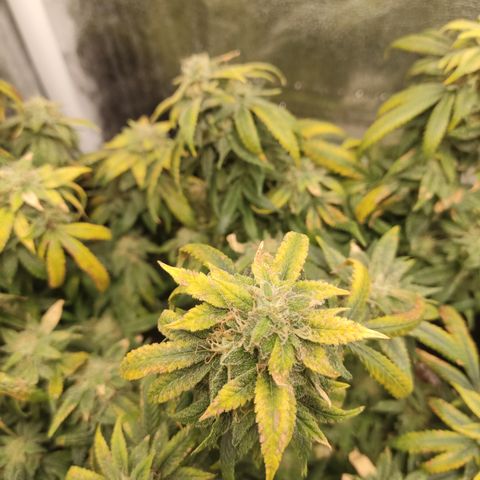 Big Bud growlog timeline photo