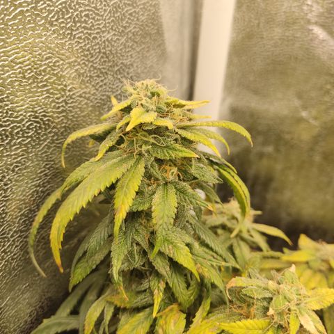 Big Bud growlog timeline photo